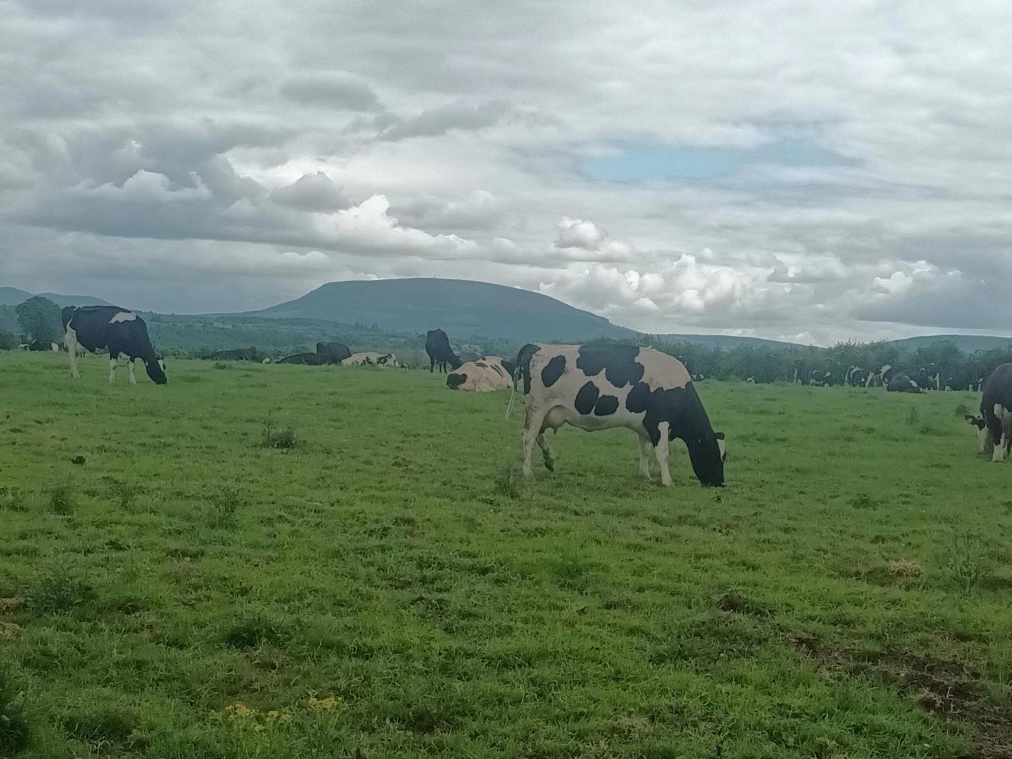 Birdhill Farmhouse Tipperary Esterno foto
